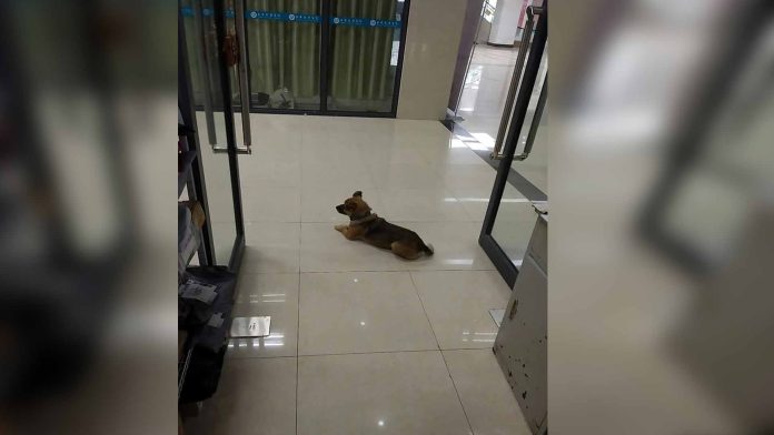 Perrito espera 3 meses en un hospital a su dueño que murió por Covid-19