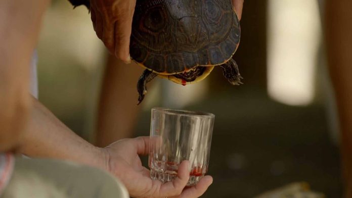 Bebé de 5 meses muere tras tomar sangre de tortuga; querían prevenir el Covid-19