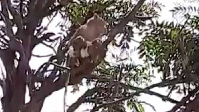 Monos roban muestras de sangre positivas a Covid-19; temen contagios