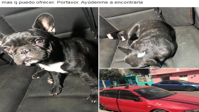 Moreliano ofrece su carro a quien le regrese a su perrita sana y salva