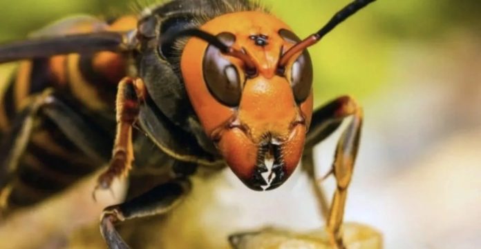 Alertan por avispón gigante que puede matar personas y destruir colmenas de abejas