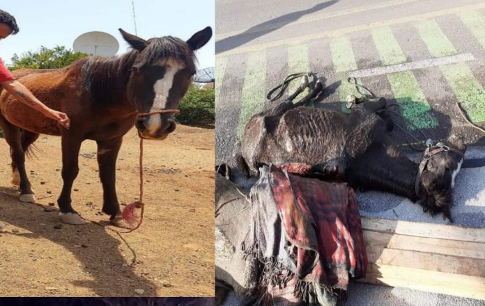 Michoacán: Rescatan a caballo que sufría maltrato animal; ahora que está recuperado su dueño exige que se lo regresen