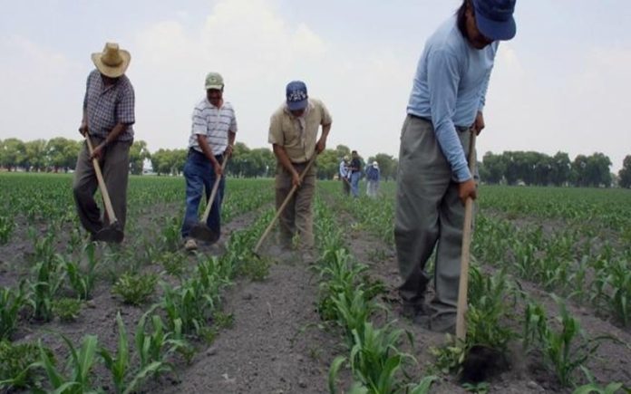 Comunidades indígenas denuncian abandono de los campesinos