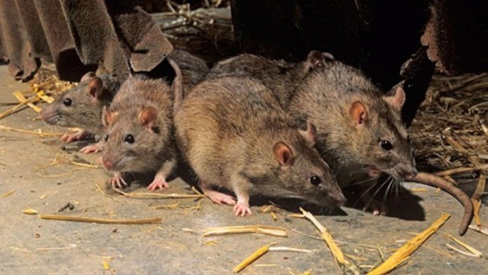 Hong Kong detecta brote de hepatitis transmitido de ratas a humanos