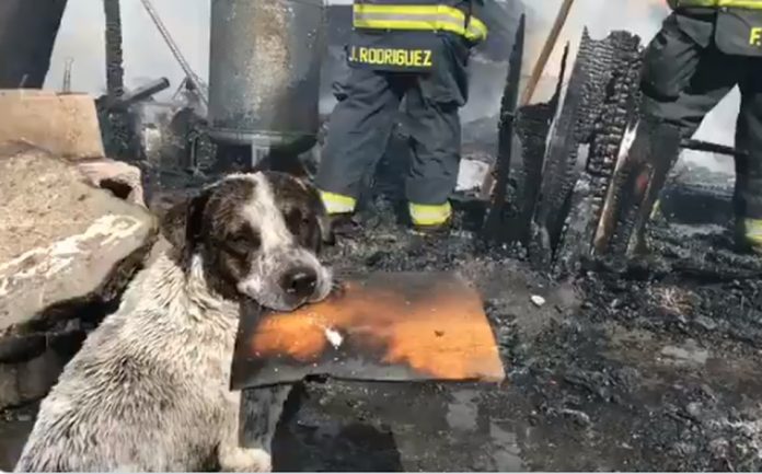 Video: Perrito llora al ver su casa destruida por un incendio