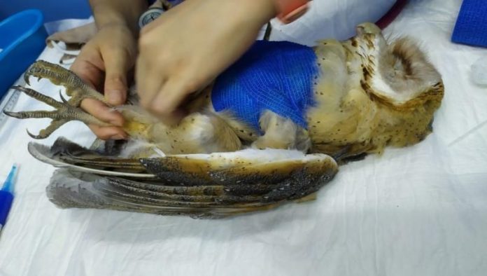 México: Apedrean y rocían con agua bendita a una lechuza