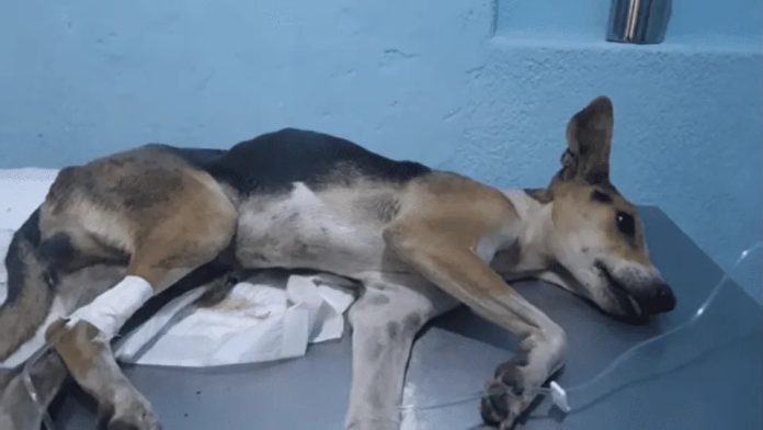México: Perrito muere tras ser golpeado y violado