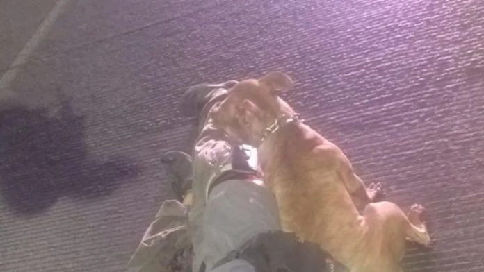 México: Perrito se niega a separarse de su dueño asesinado