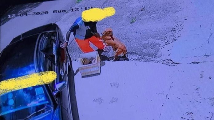 Video Viral: Perrita enferma le pide a un hombre que no la abandone a ella ni a sus cachorros