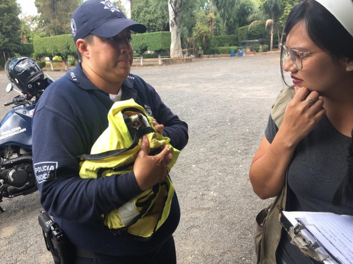 Motociclistas de Tránsito y Movilidad rescatan un Águila de ser atropellada en Camelinas