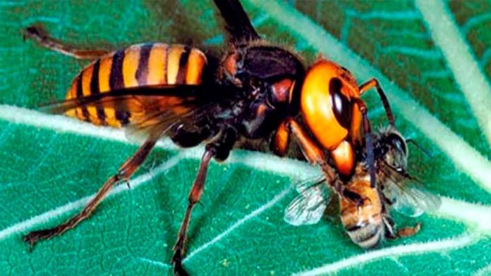 Alerta por avispón gigante asiático en Michoacán