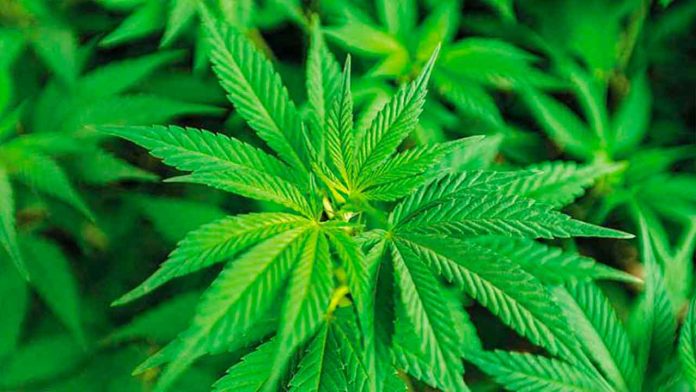 Un bebé británico es el primero del mundo en participar en una terapia con Cannabis