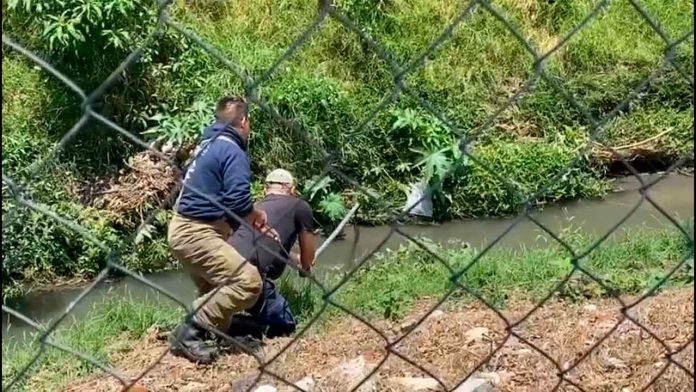 Bomberos intentan capturar a caimán al sur de Morelia