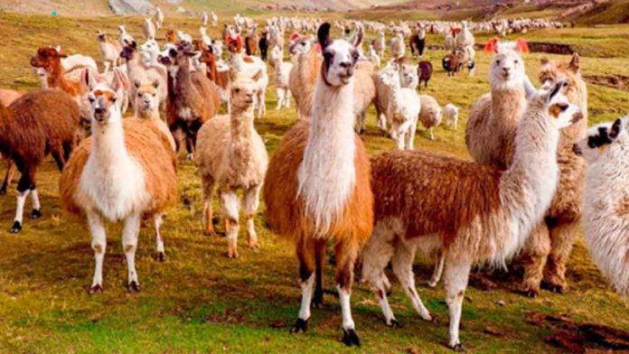 Anticuerpos de llamas podrían servir para tratar el COVID-19