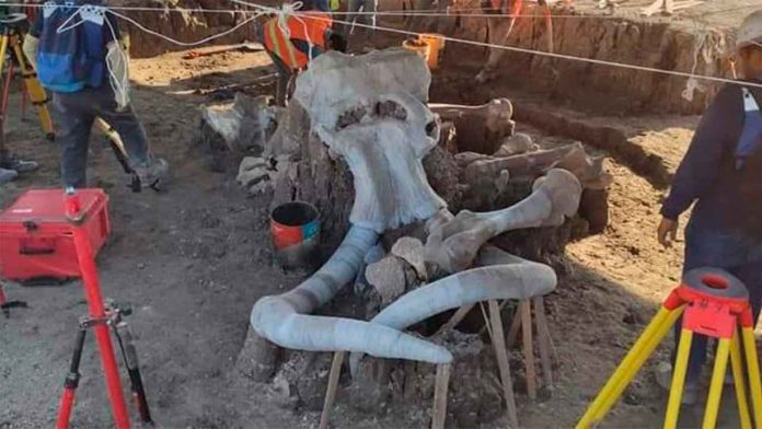 Encuentran restos de mamuts en el Aeropuerto de Santa Lucía