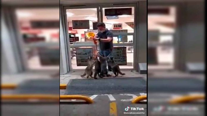 Video: Mapaches piden comida afuera de un Oxxo
