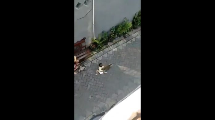 Video: Un pequeño mono delincuente roba bici e intenta “robarse” a una niña