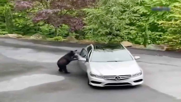 Video: Oso se acerca a un carro y les abre la puerta