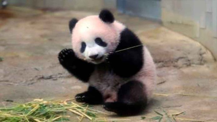 Nace cachorro de panda gigante en un zoológico de Holanda