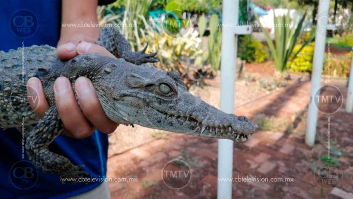 “Coco”, el cocodrilo capturado en Morelia en excelente estado de salud