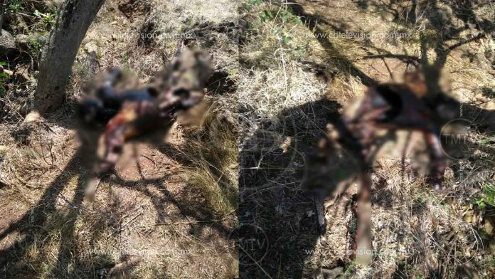 Hallan restos humanos en el cerro del Quinceo