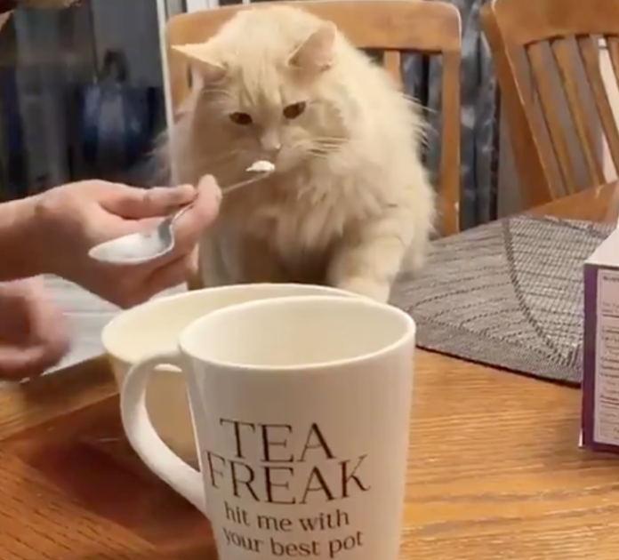 Video: Adorable reacción de un gato al probar helado.