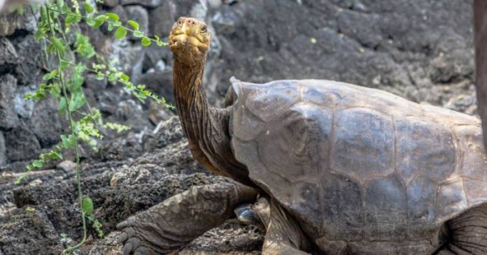 Diego, la tortuga que salvo a su especie fue devuelta a su habitad natural