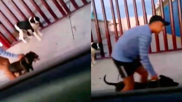 México: Sujetos usan pitbulls para atacar a perritos callejeros