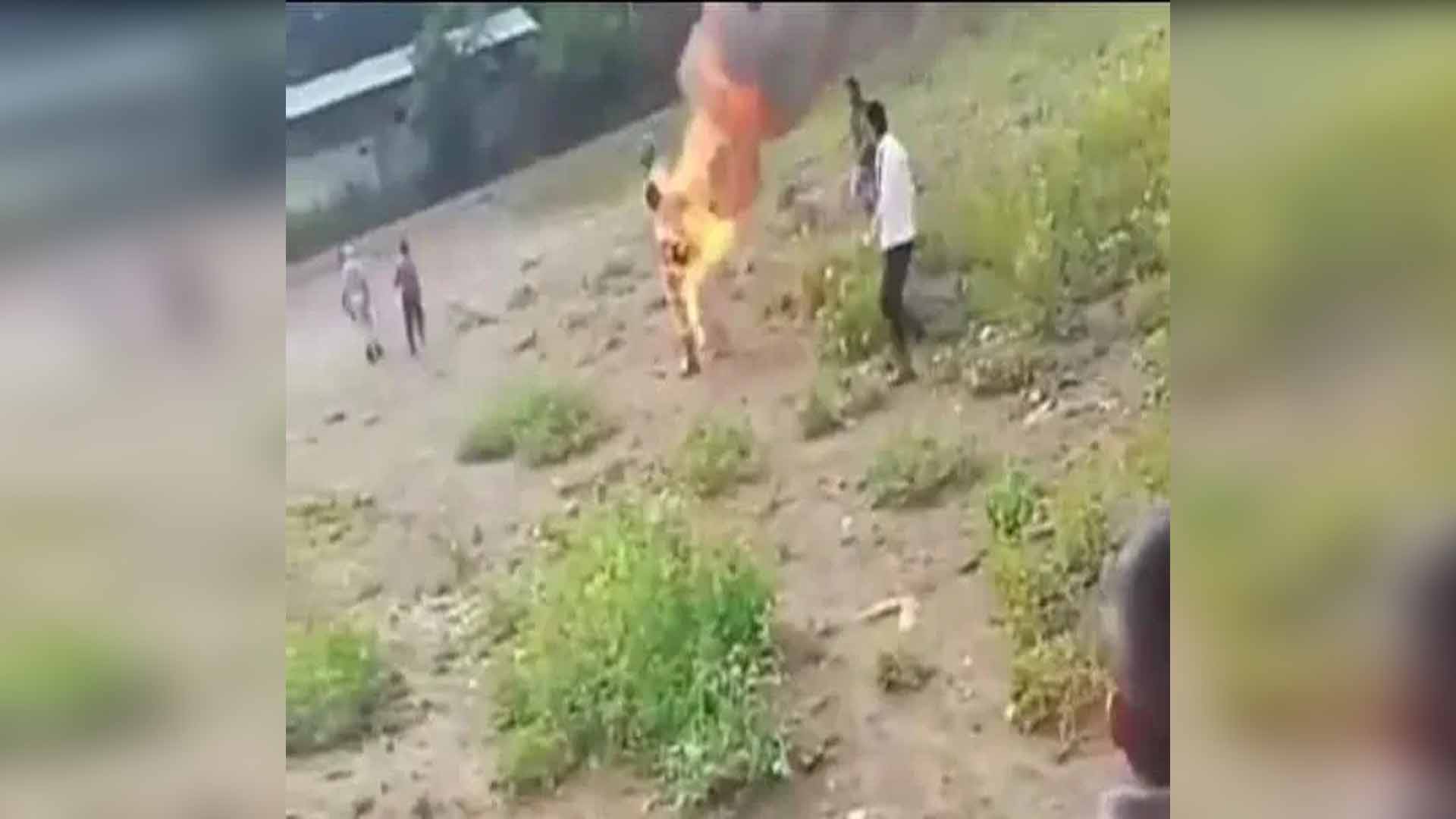VIDEO (+18): Queman vivo a presunto brujo VIDEO (+18): Queman vivo a presunto brujo
