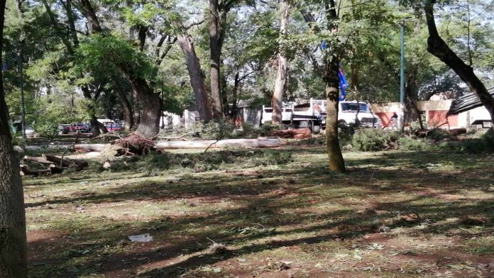 Por fuertes lluvias, caen árboles en el Bosque Cuauhtémoc; comerciantes temen por su seguridad