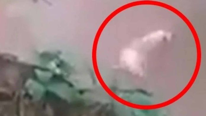 VIDEO (+18): Por diversión, adolescentes alimentan a cocodrilo con una perrita