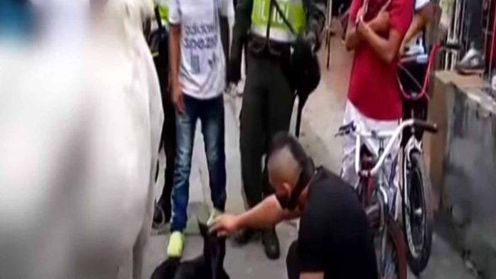 Video: Yegua da a luz mientras es obligada a jalar una carreta