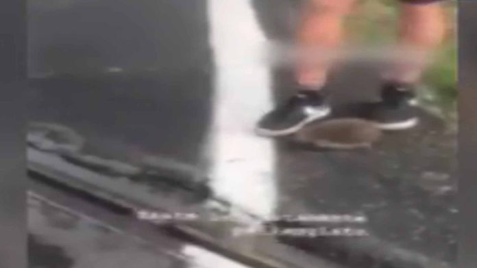 VIDEO (+18): Jóvenes se graban pateando a un erizo hasta matarlo