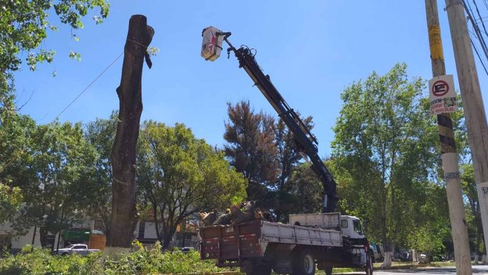 Retiran árbol sobre Blvd. García de León, corría el riesgo de caer
