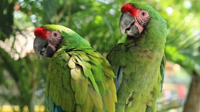 papagayos