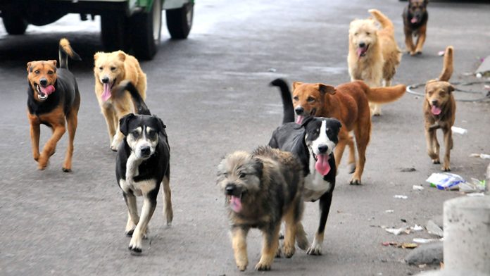 Mujer compra pastillas para envenenar perros, las consume por error y muere
