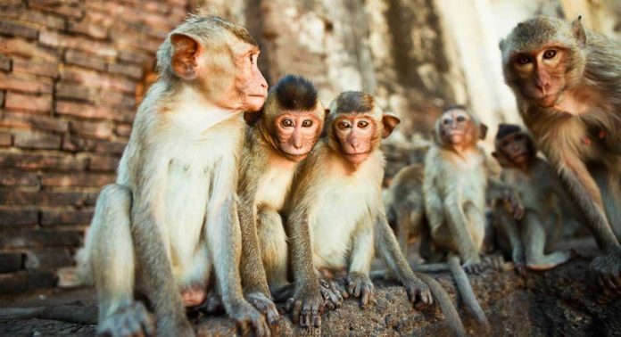 La ciudad de los monos en Tailandia también es afectada por el Covid