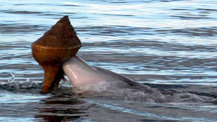 Los delfines aprendieron un nuevo truco para capturar peces.