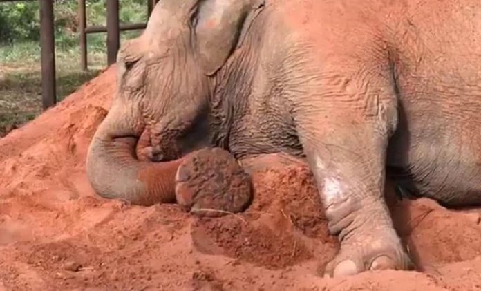 “Mara” un elefante hembra de la India pasó 50 años en cautiverio