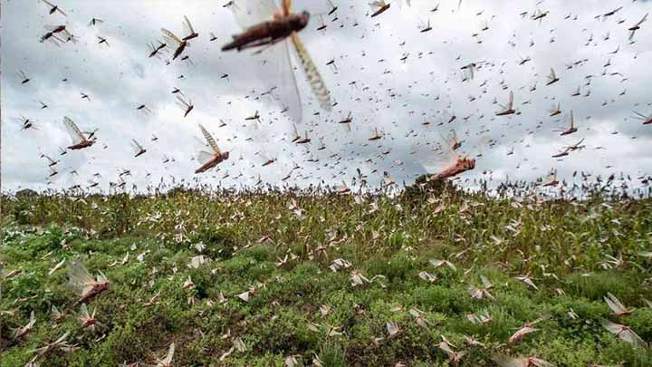 Una plaga de proporciones bíblicas azota Argentina Una plaga de proporciones bíblicas azota Argentina