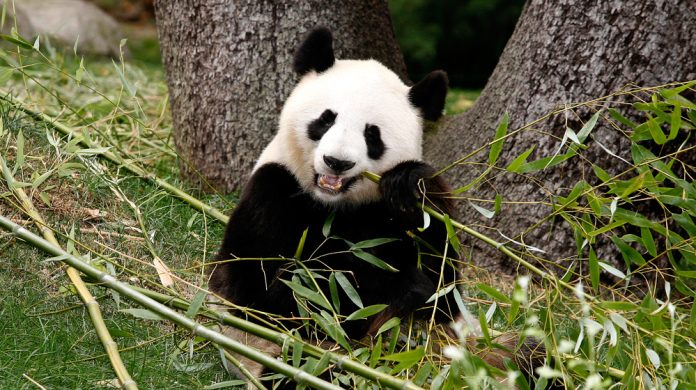 Encuentran raro espécimen de Panda en estado Salvaje