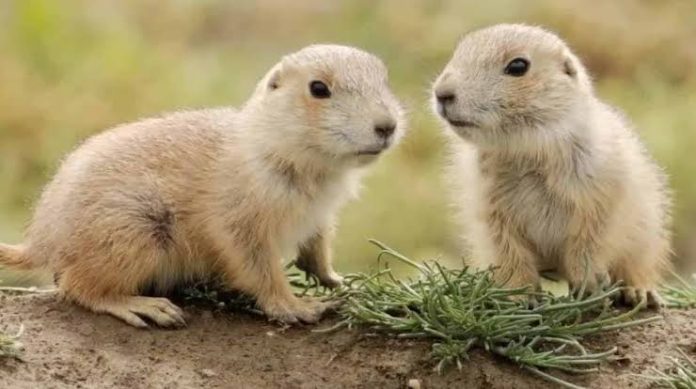 El perrito de la pradera mexicano, un animal en peligro de Extinción