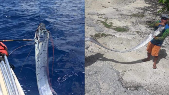 ¡Pez Remo capturado en costas mexicanas, presagio del sismo?