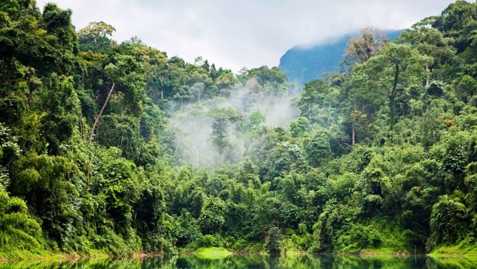 Derribarán más de 11 mil árboles para construir primeros tramos del Tren Maya
