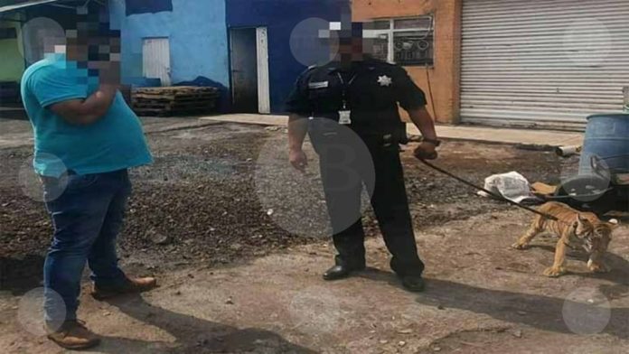 Sacó a pasear a su “Tigre” en Zamora y lo detiene la GN