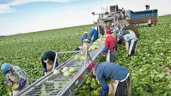 México y Canadá acuerdan mejorar protección sanitaria de trabajadores agrícolas temporales en ese país