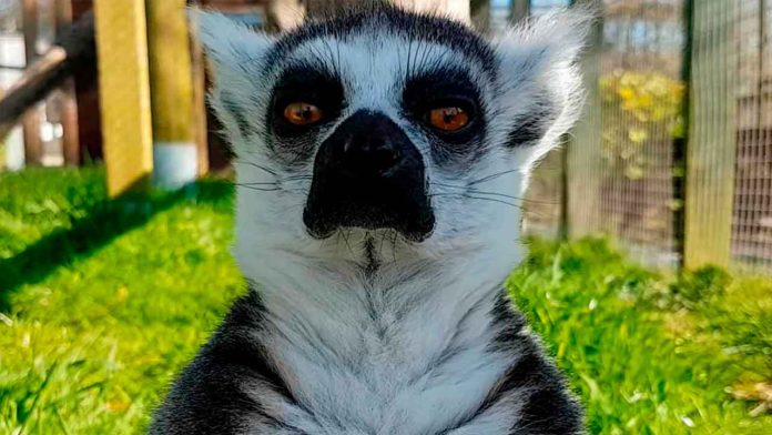 Un Zoo británico plantea sacrificar a sus animales por falta de ingresos