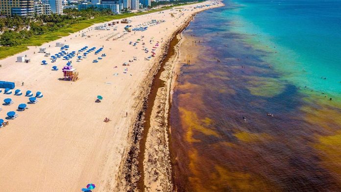Surge en playas mexicanas fenómeno conocido como el Sargazo