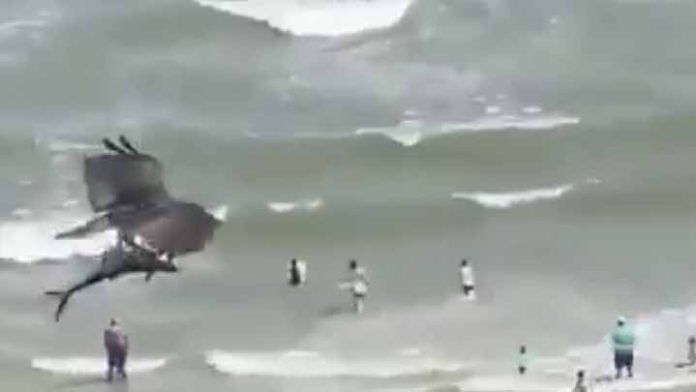 Video; Un águila caza un tiburón, y se lo lleva en vuelo