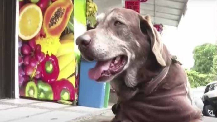 Conoce a Eros, el perrito que reparte comida durante la pandemia